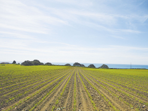 Late November is not too late to plant maize.