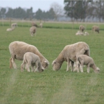 Challenges for sheepmeat