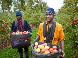 Vanuatu RSE workers in Motueka.