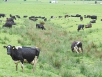 How to best manage grazing of pastures