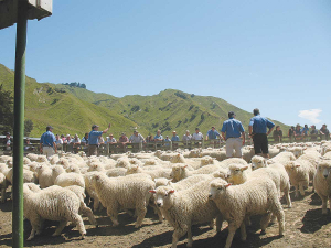 Different management systems are needed for lambing at 150% compared with 110%.