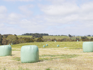 The wet weather and the lack of feed appears likely to affect cow condition and in particular mating this season.