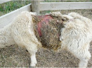 Tea tree oil for flies and lice?