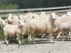 Rams bred for parasite resistance. Photo: Kate Broadbent.