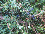 Aiming for homegrown NZ gin