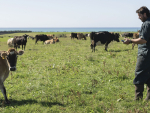 Taranaki Sharemilkers Use Nedap Collars to Simplify Heat Detection