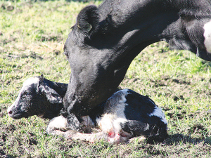 Cows should take 30 minutes to one hour to calve – no more than two hours. Heifers should take two to three hours to calve – no more than four hours.