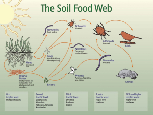 Figure 1: Relationships and interactions in the soil food web. (USDA, 2020).