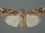 The Fall Armyworm moth