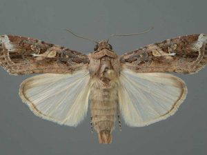 The Fall Armyworm moth