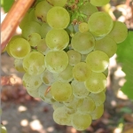 Sauvignon blanc grapes. Image by Nathan Boltseridge