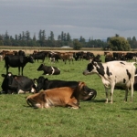 Free cow condition assessments in Northland