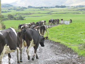 When wet weather sets in, farmers need to move their stock to a dry area of the farm.