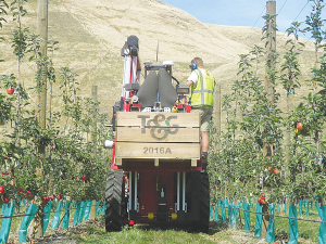 T&amp;G is developing 2D orchards as part of a move to more automation.
