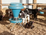 Calves should be kept dry and out of wind.