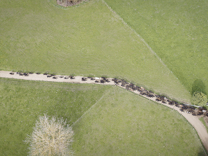 Cows on a Waikato farm will be shifted from the Fieldays using Halter technology.