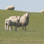 NZVA extends Lepto programme to sheep, beef, deer