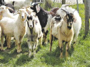 Garrick Batten says it is important for farmers to remember that goats are not sheep.