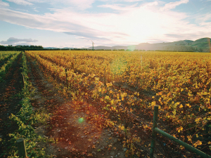 Pegasus Bay. Photo Credit: New Zealand Winegrower.