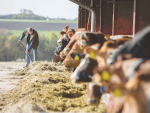 Feeding quality pasture and supplements will be crucial for getting cows in calf and putting milk in the vat