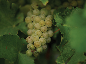Gene Technology Bill: Impact on Winegrowers and New Zealand Winegrowers' Response