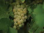 Gene Technology Bill: Impact on Winegrowers and New Zealand Winegrowers&#039; Response