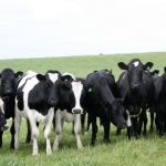 Three banned from stock care  