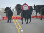 Cows can&#039;t read sign language.