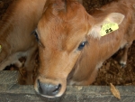 John Darroch, from Farmwatch, told Dairy News that pictures of the calves in crates was taken last season and the other footage this season.