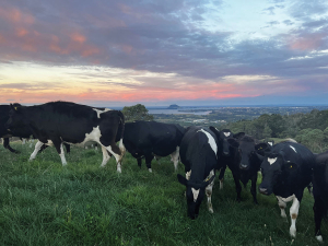 The prevalence of drench resistance in cattle in New Zealand may not be as well understood.