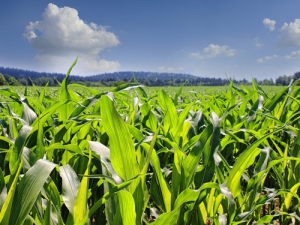 Water from this project will most likely be used for wine grapes and arable crops, showing again that irrigation is about much more than just dairy.