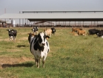 Methane emissions from cattle in Australia are 24% lower than previously estimated.