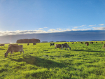 Even well managed grass/clover pastures remain deficient in nitrogen for much of the year.