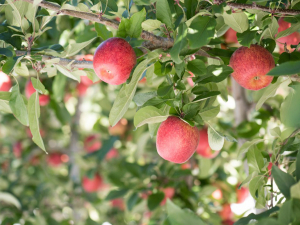 Scientists are in the Hawke&#039;s Bay, looking at the impact of Cyclone Gabrielle on the area&#039;s apple industry.