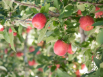 Scientists are in the Hawke's Bay, looking at the impact of Cyclone Gabrielle on the area's apple industry.