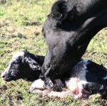  LIC discovers small calf gene