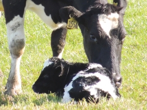 Clues to in-calf conundrum