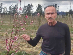 Plant &amp; Food Research Science Group Leader Dr Brent Clothier on the Ngai Tahu Farming trial orchard at Balmoral, near Culverden. Photo: Supplied.