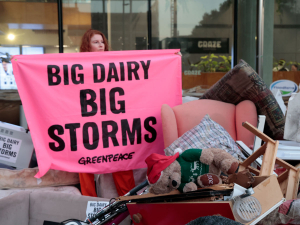 Greenpeace activists stacked flood-damaged furniture and personal item outside Fonterra&#039;s offices today. Photo Credit: Greenpeace