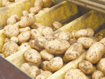 PNZ chief executive Kate Trufitt wants a new strategic plan for the country’s 174 potato growers.