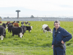 Christchurch Men’s Prison farm chief instructor Warren Chilton on the mixed-breed beef herd now being established after the dairy operation was shut down over the threat of Mycoplasma bovis. Photo: Rural News Group.