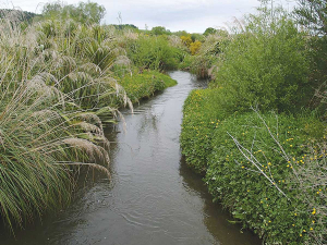 More than 600km of Taranaki river and stream banks will be planted with a million native plants next winter.