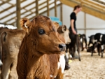 Both DairyNZ and Federated Farmers have spoken out against the practices.