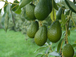 Avocado sales in the 2016-17 season reached a record $198 million, $64 million over the last season.