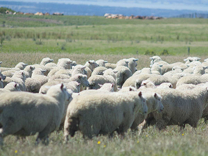 A sheep and beef farmer says he is staring down a $200,000 bill for greenhouse gas emissions unless he gets carbon credits for the trees planted on his farm.