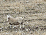 Farmers facing regions facing dry or extremely dry conditions are being urged to tap into the resources available through industry good organisations and MPI.