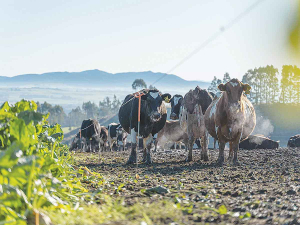 Winter diets often differ significantly from lactation diets, making rumen adaptation critical.