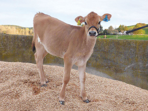 A farmer has been fined $3,500 after he was found to have mistreated a calf.