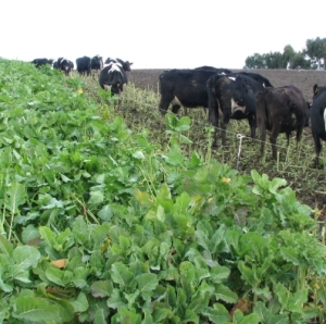 Swede group co-ordinates research