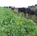 Swede group co-ordinates research
